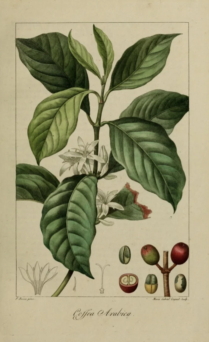 Coffea Arabica - Crédits: Bessa Pancrace, Coignet Marie Gabrielle
