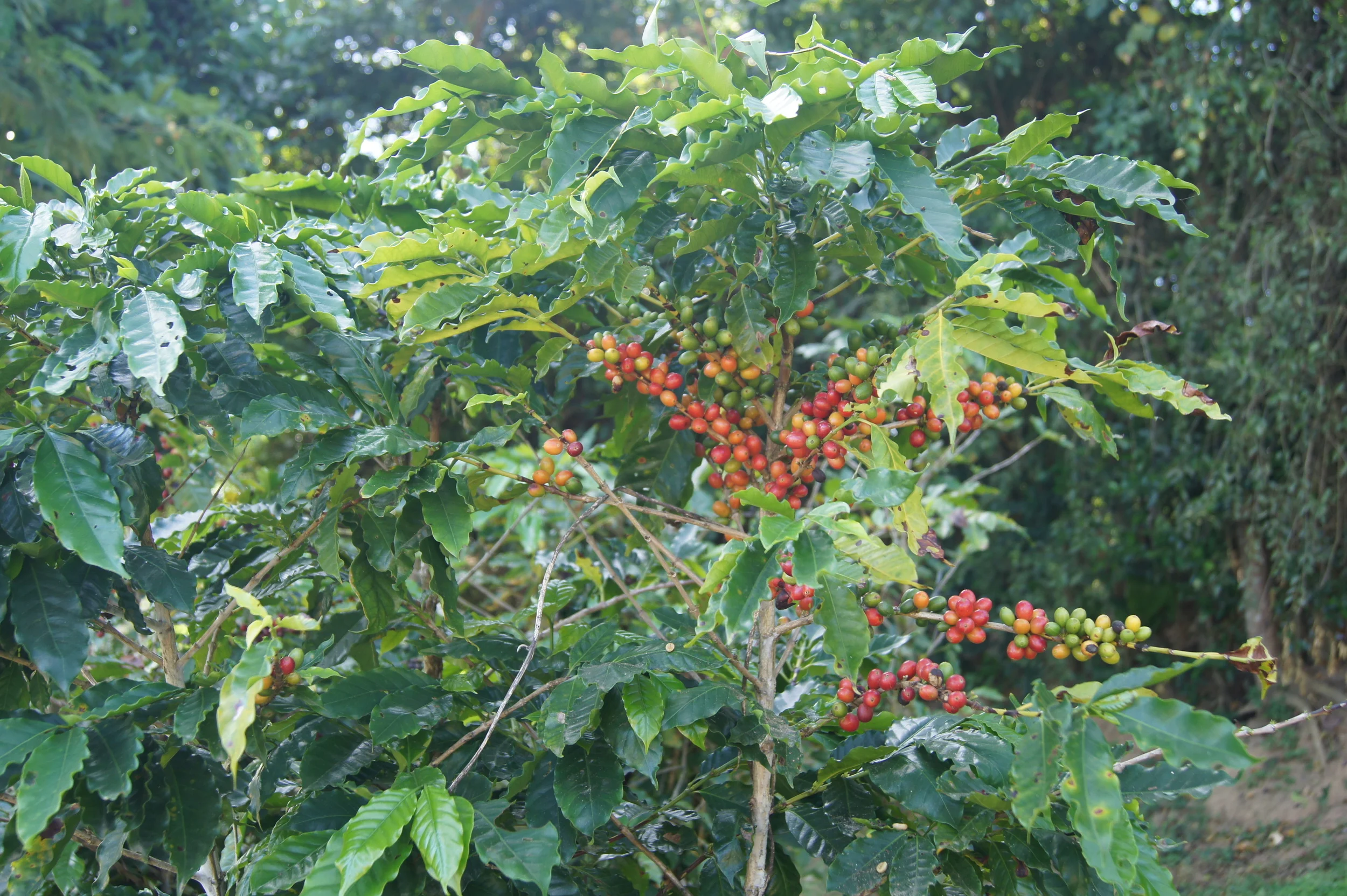 Coffea Arabica. Cerises à différents stades de maturation.