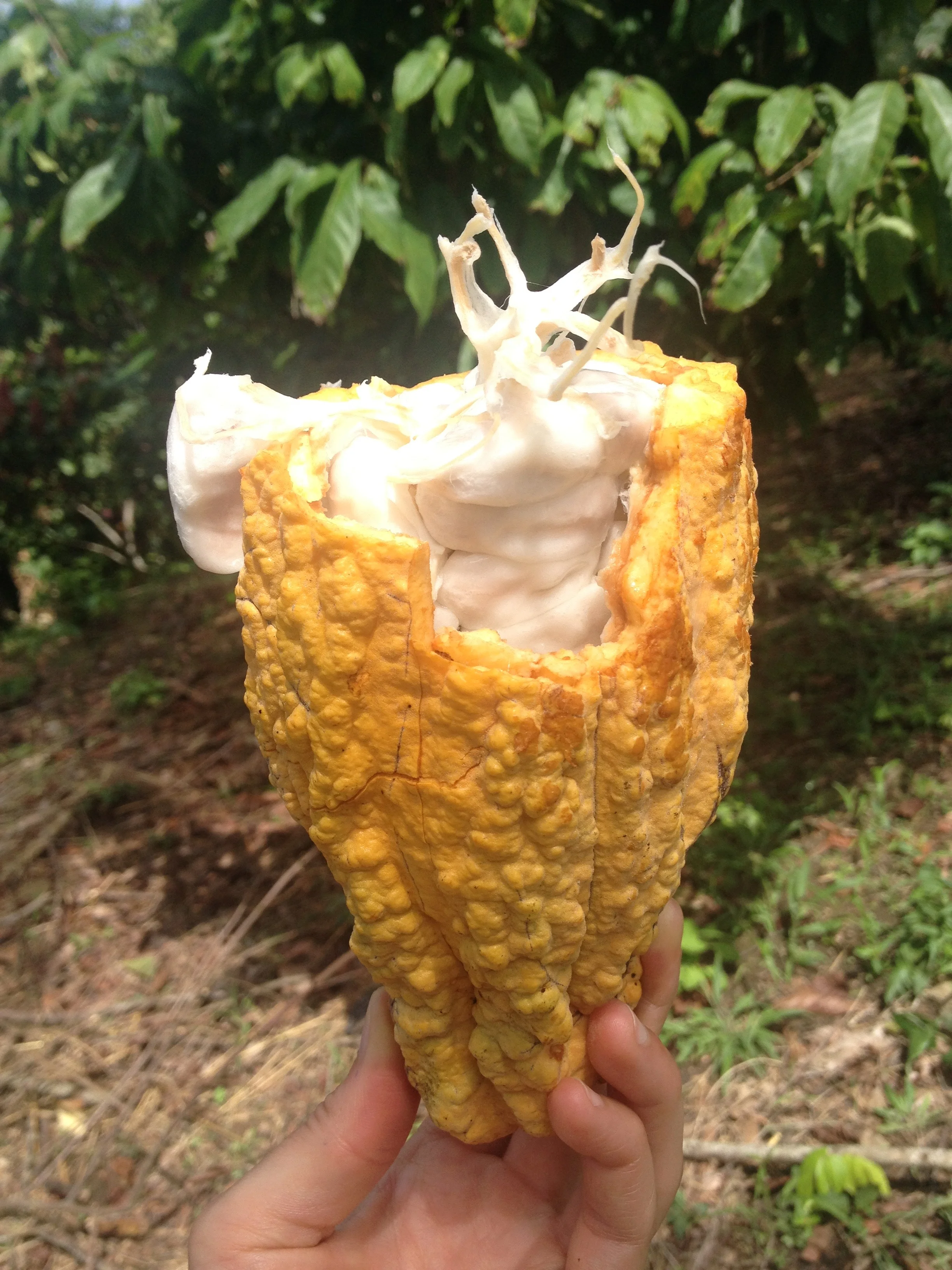 Cacao