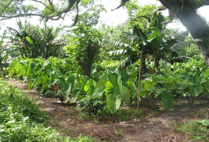 Association de café, taro (tubercule), bananier et arbre d’ombrage - Crédit: ISTOM