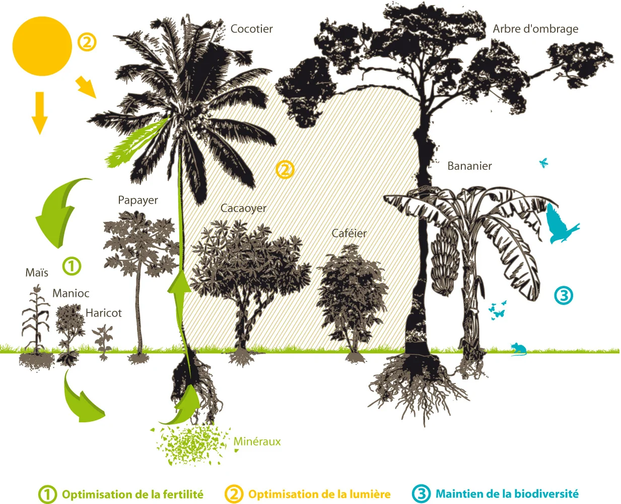 Système agroforestier tropical - Crédit: Ethiquable