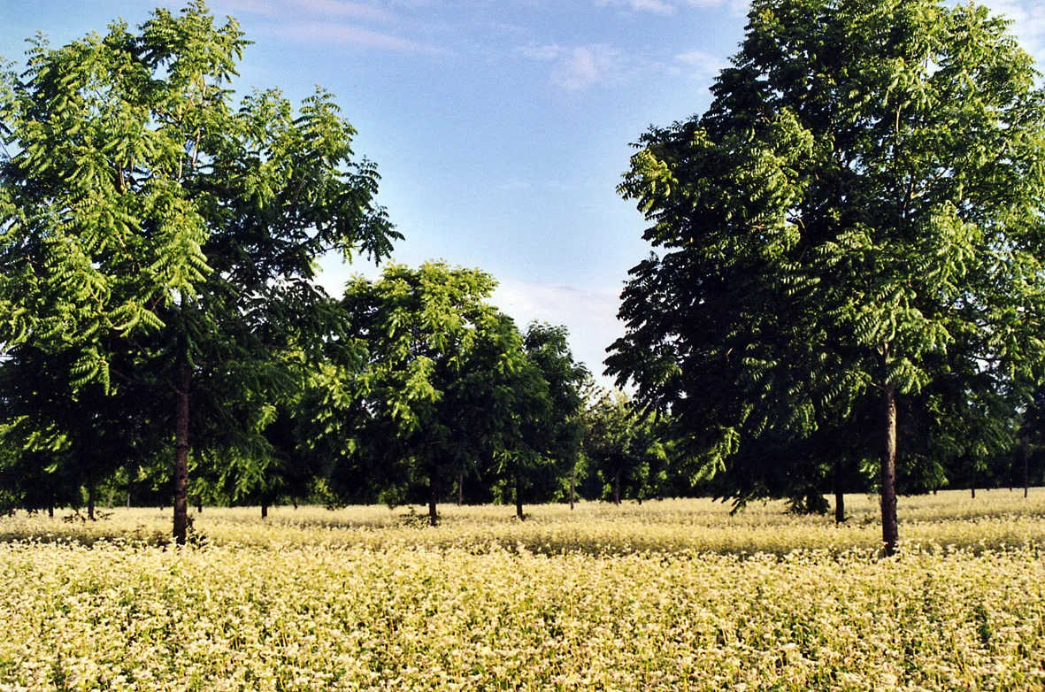 Parcelle de merisiers et noyers, associés à une rotation de blé/sarrasin/tournesol - Crédit: Etude CAS DAR 06/08
