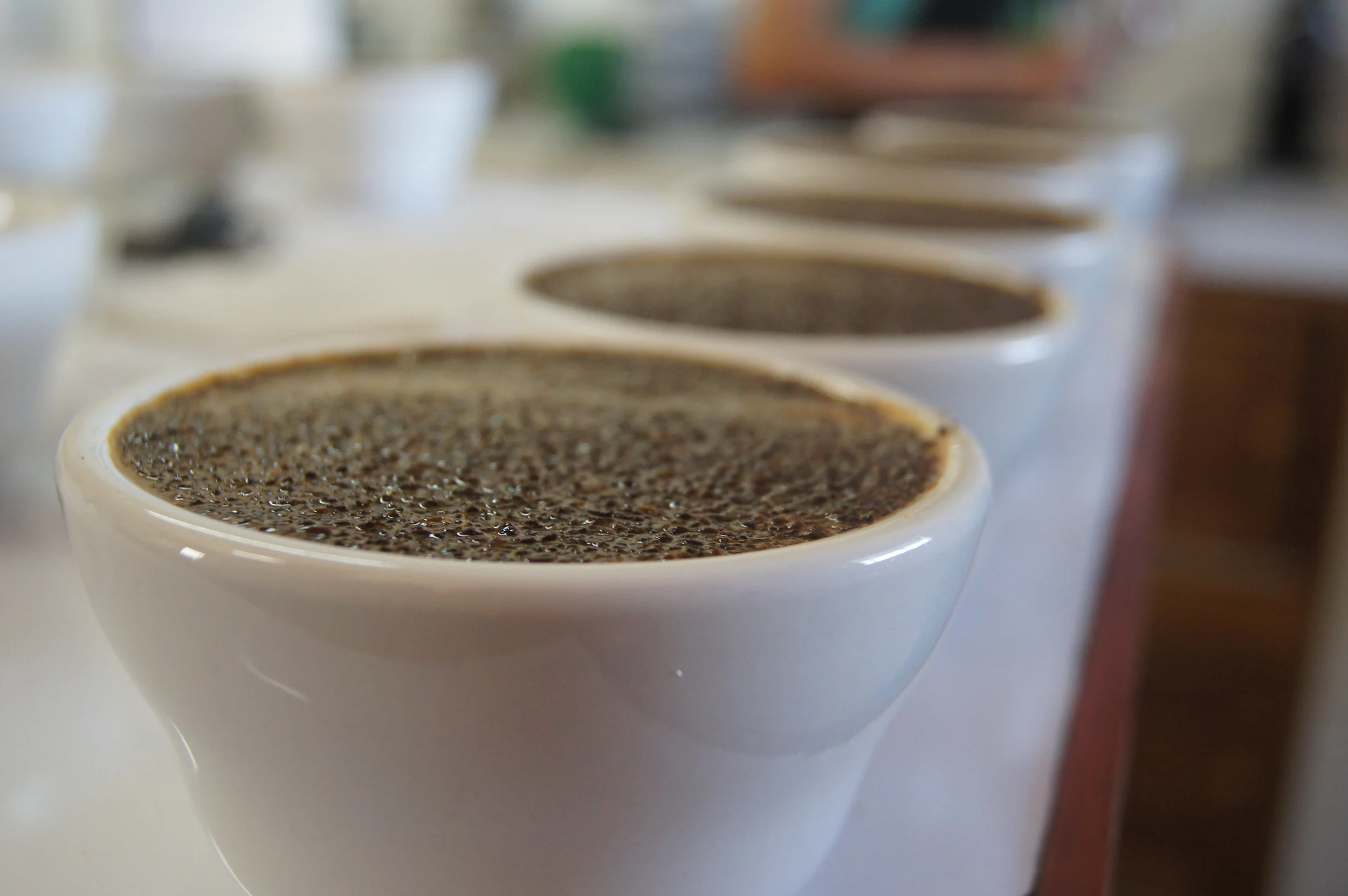 Séance de cupping au laboratoire de contrôle qualité de la coopérative Oro Verde.