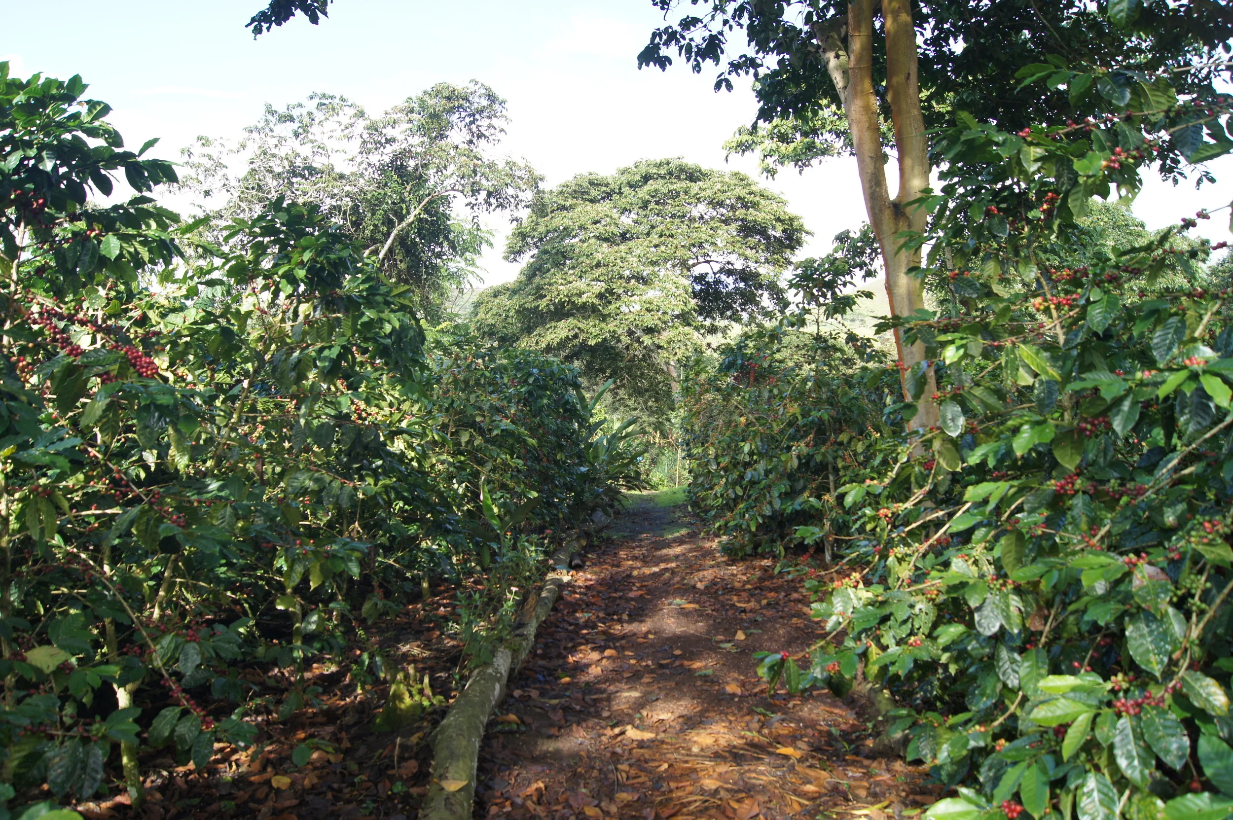 Caféiers de la région de San Ignacio au Nord du Pérou, sur la parcelle "Los Pinos".