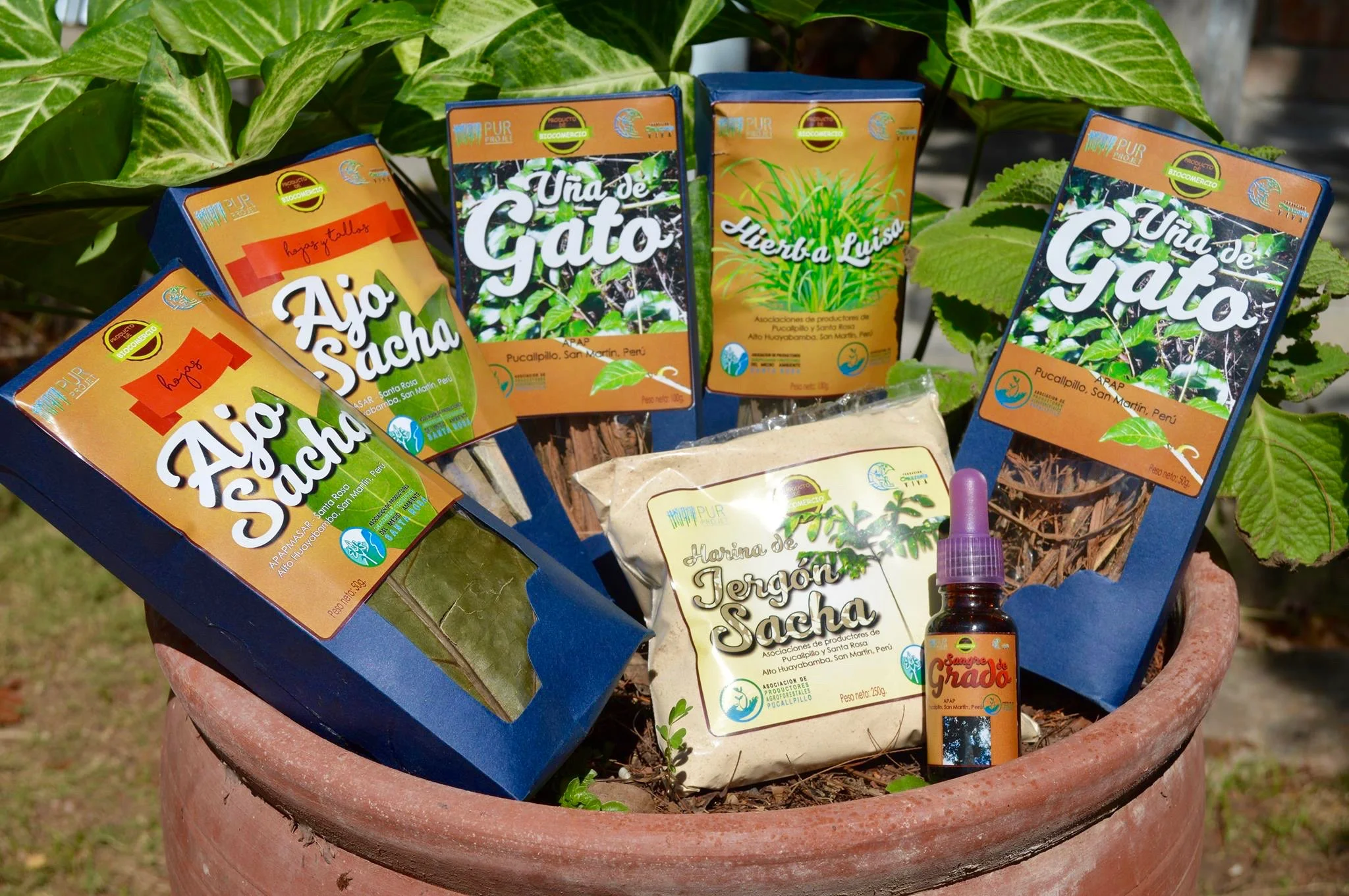 Produits à base de plantes médicinales mis au point pour l'Expo Amaz ónica - Crédit photo: Léa Viret