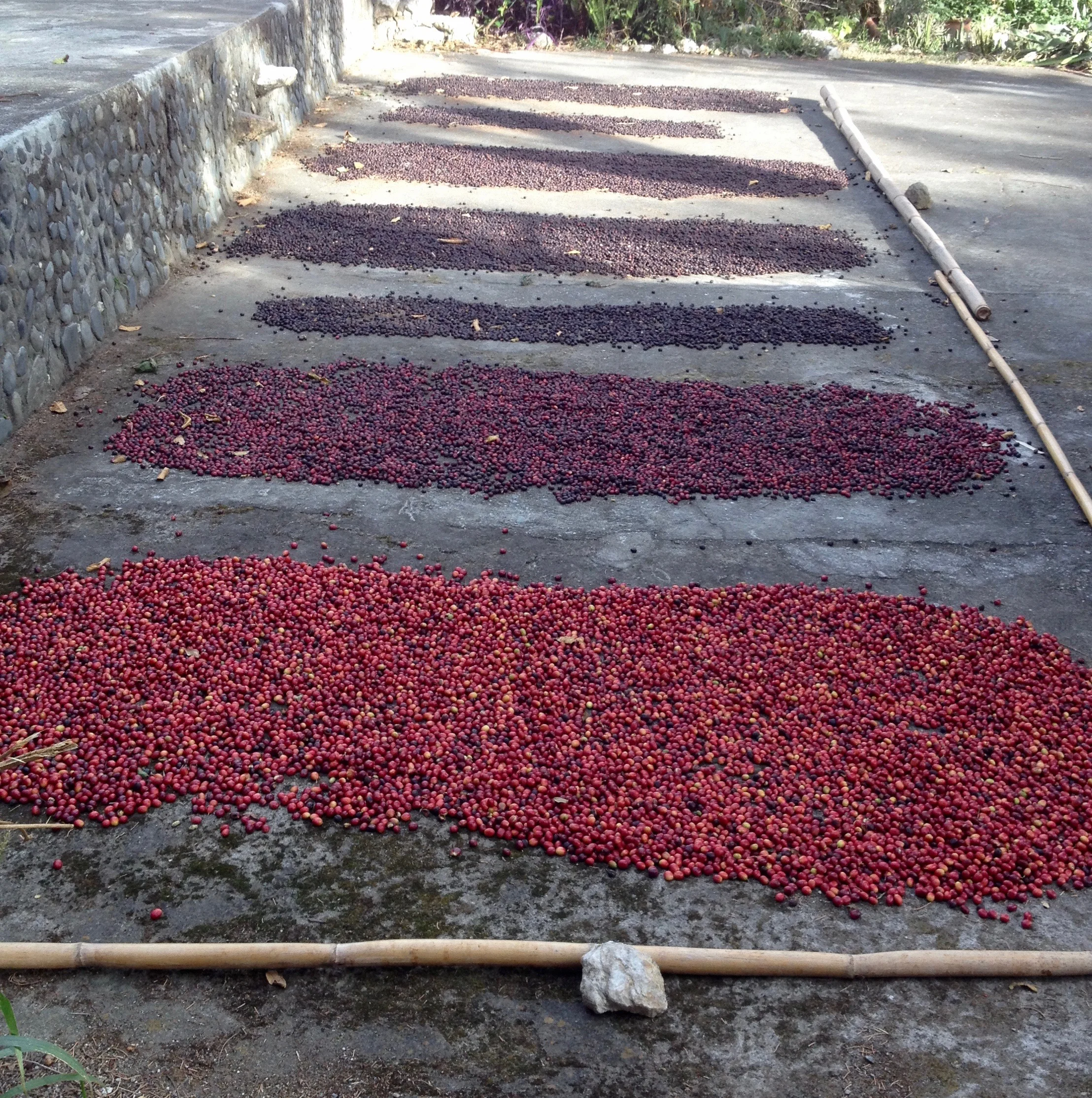 Café naturel à différents stades de séchage, dans la réserve Rumi Wilco, Vilcabamba, Equateur.