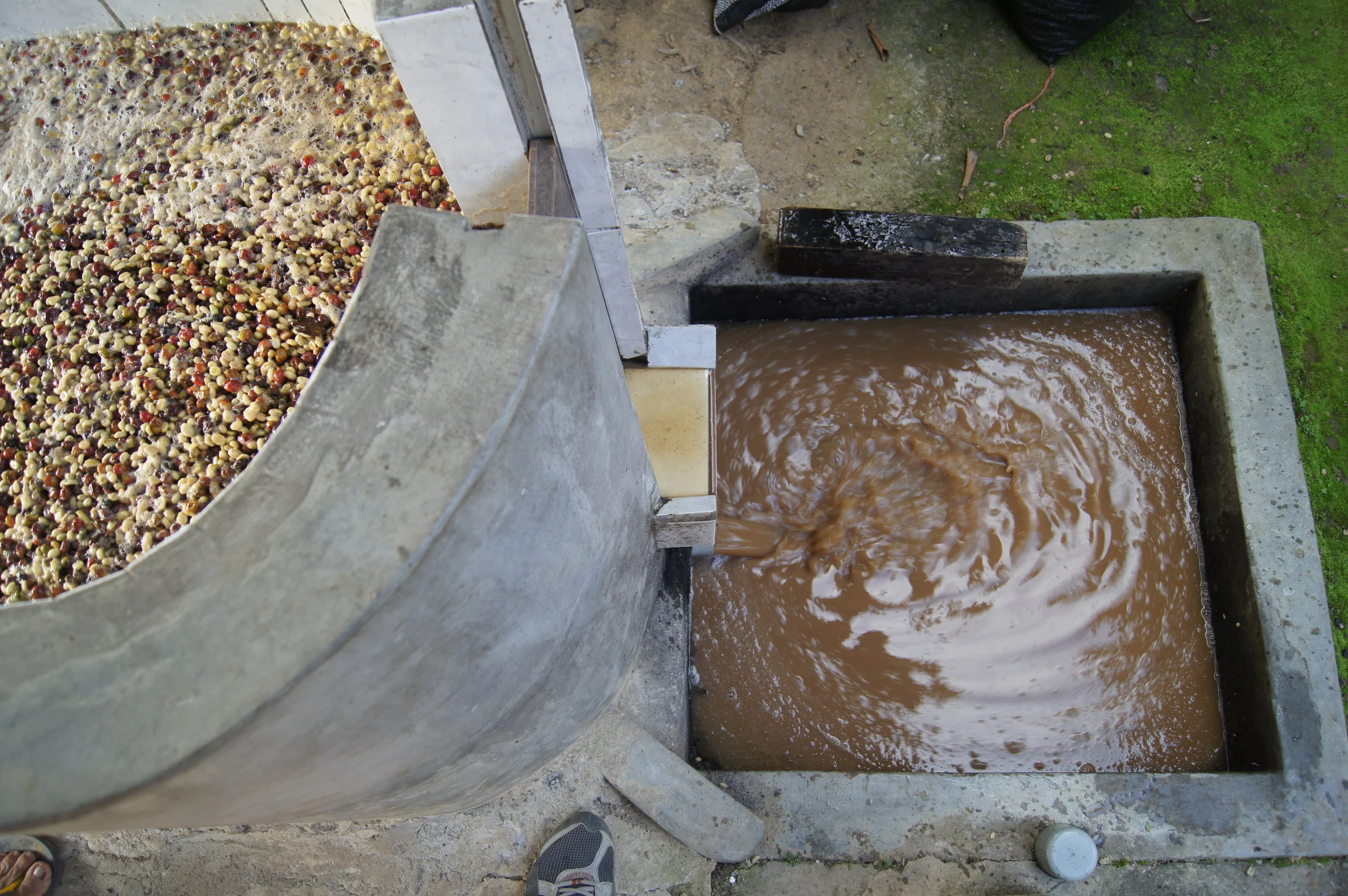 Après lavage du café, l'eau est chargée en composés chimiques issus de la fermentation du mucilage.