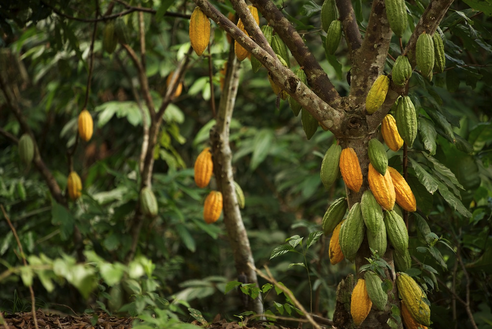 Plantation de cacao au Pérou - Crédit: ForestFinance