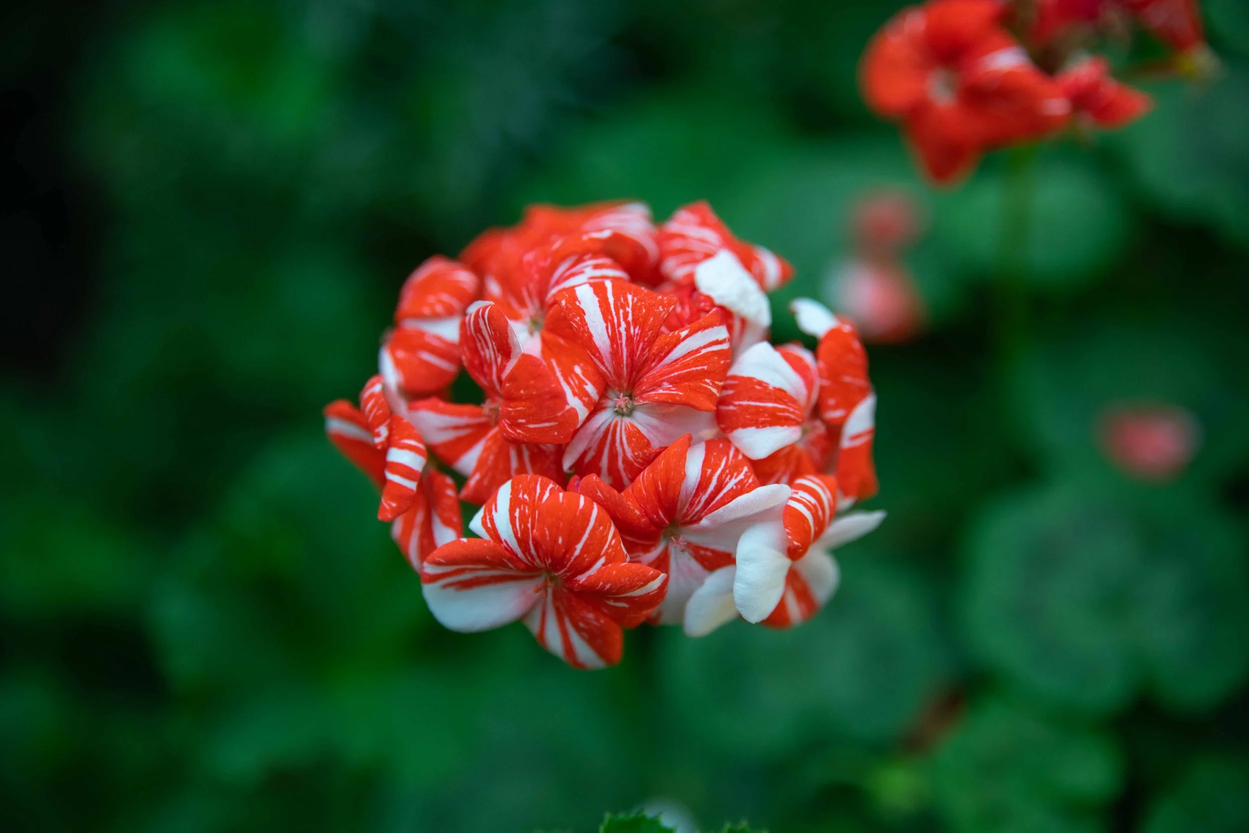 045A6097.jpg