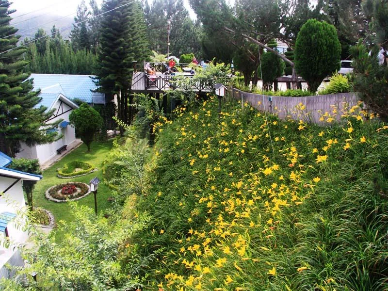 Landscaping
