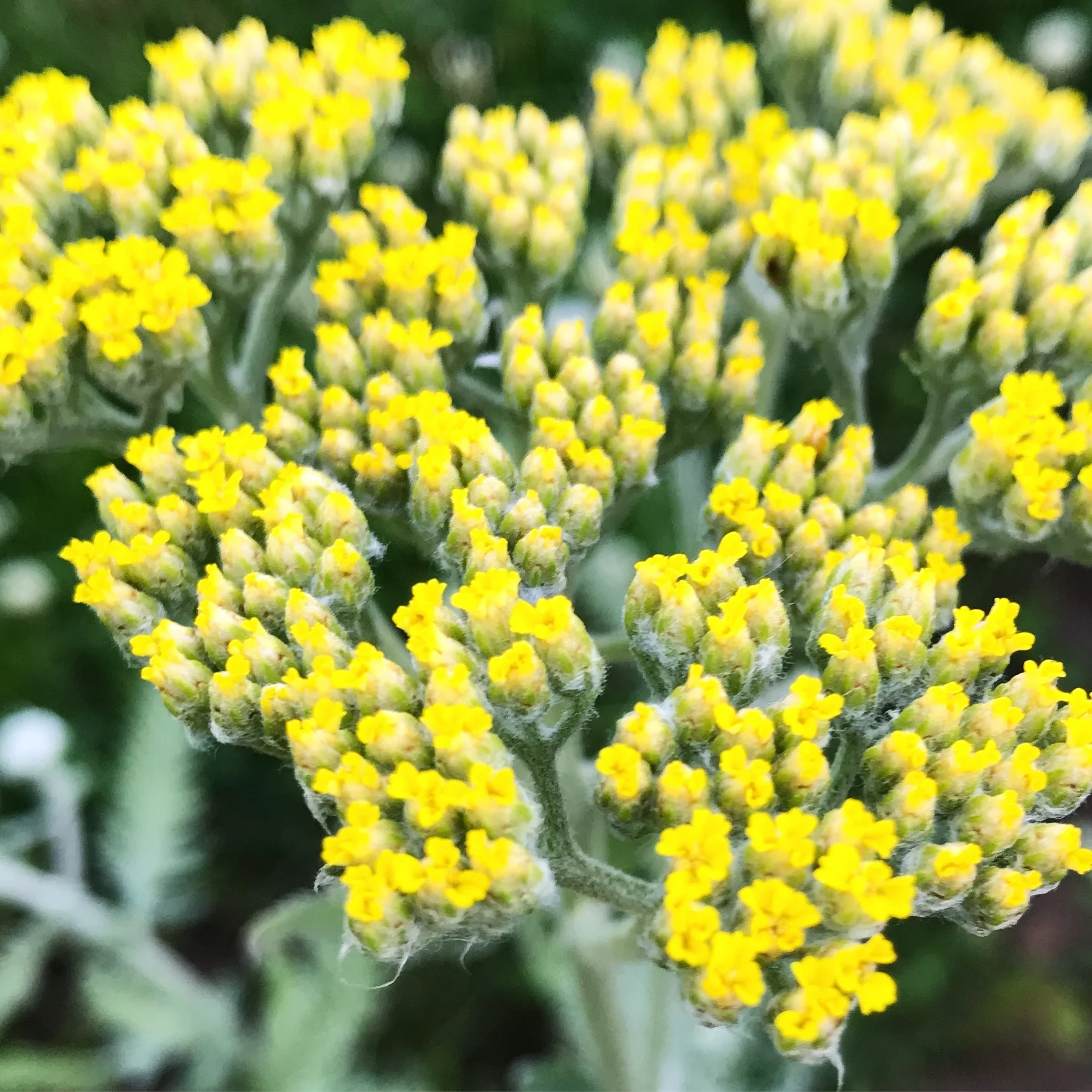 The Dirt:  Yarrow Harvest