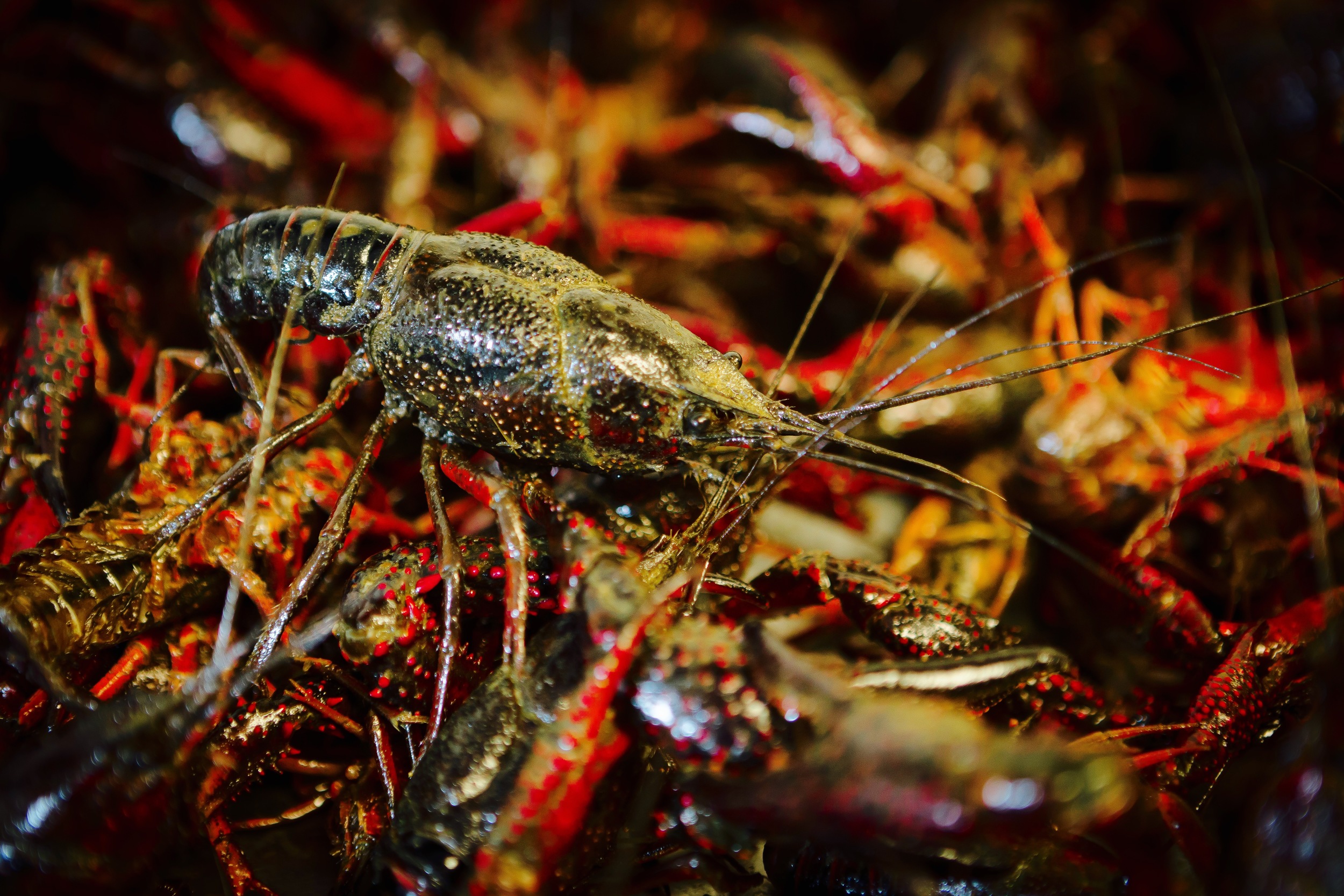 live crawfish in water