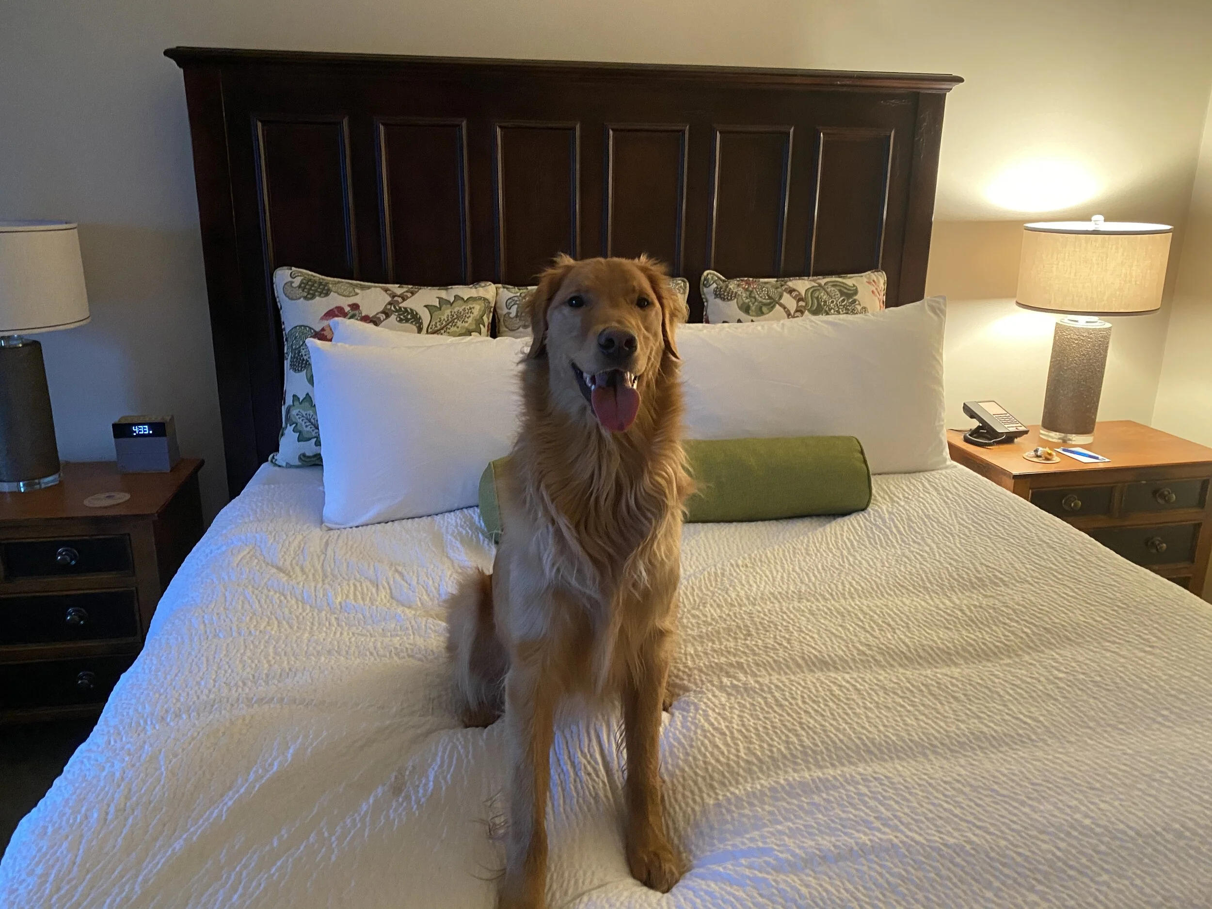 This Waterfront Bellingham Hotel is Luxury for Dogs (and Humans Too)! 