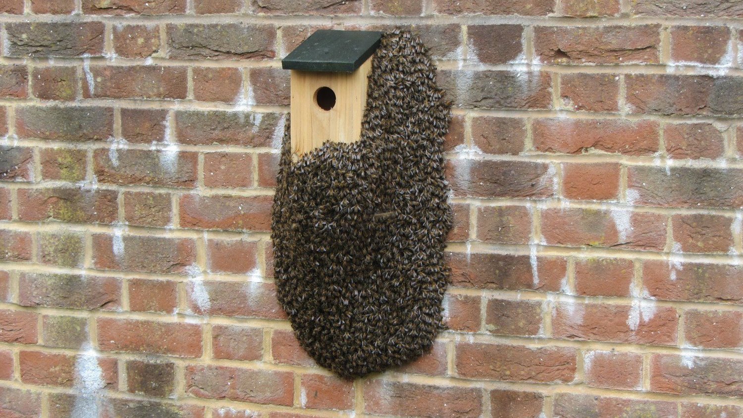 A honey bee swarm on a bird box. These are  not  bumble bees.