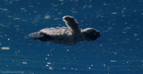 tumblr_n637hp9ukg1tp8sv3o2_500.gif