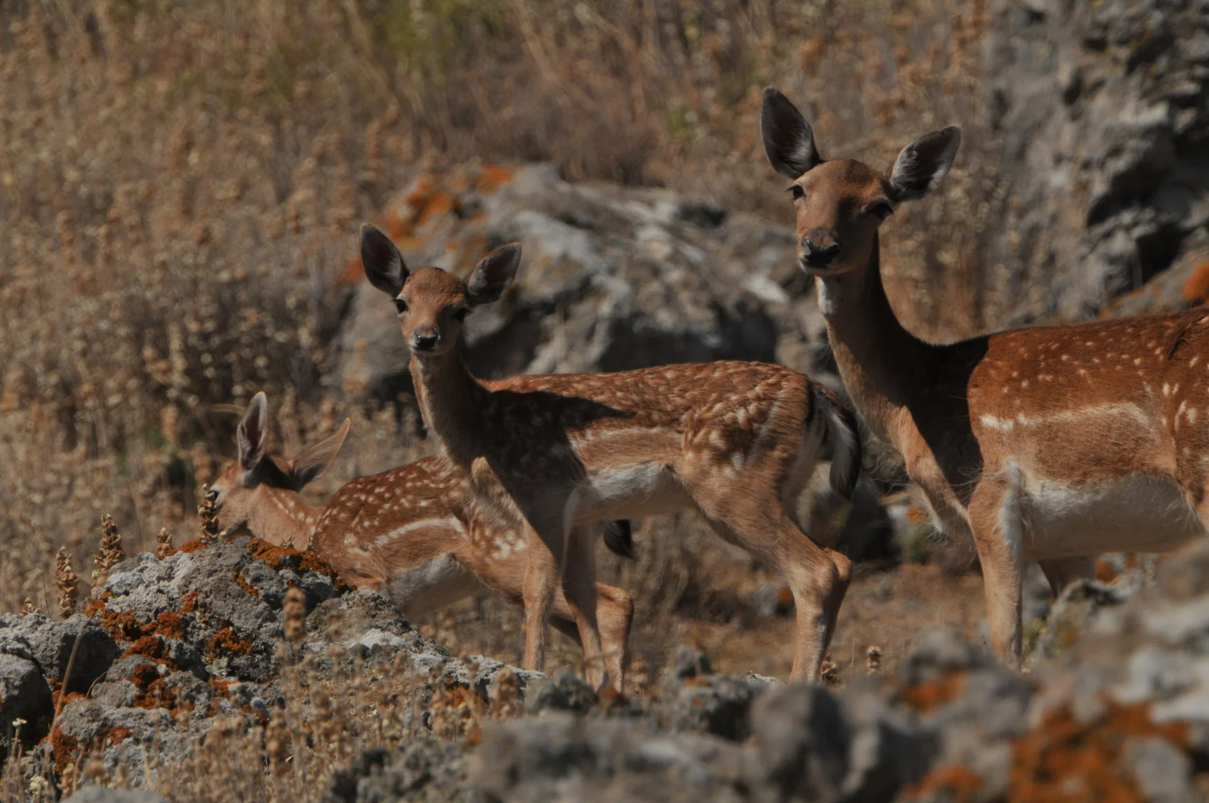 Around the hill of the Castle of Myrina, live dozens of deers and have become a “trademark” of the town.