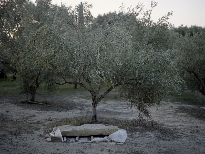 The warrior was buried in an olive grove outside the acropolis of Pylos. Though archaeologist Carl Blegen explored the olive grove in the 1960s, he did not find anything. (Myrto Papadopoulos)