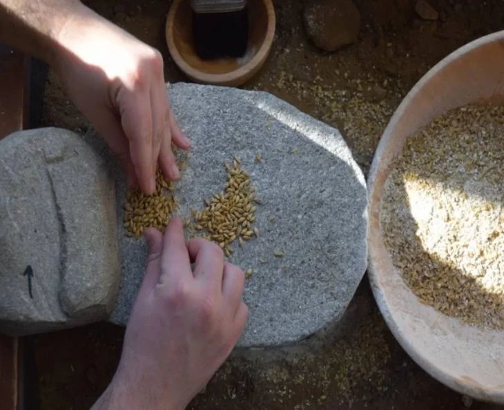 To learn more about the beer-making ways of the ancient Greeks, researchers ground malted barley ( Hordeum ) with the ERC PlantCult Project. Credit: Copyright Springer-Verlag GmbH Germany, part of Springer Nature 2017