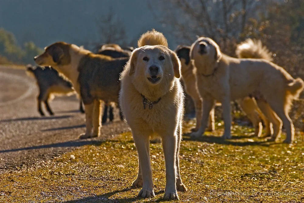 Greek shepherd dog by Konstantinos Arvanitopoulos
