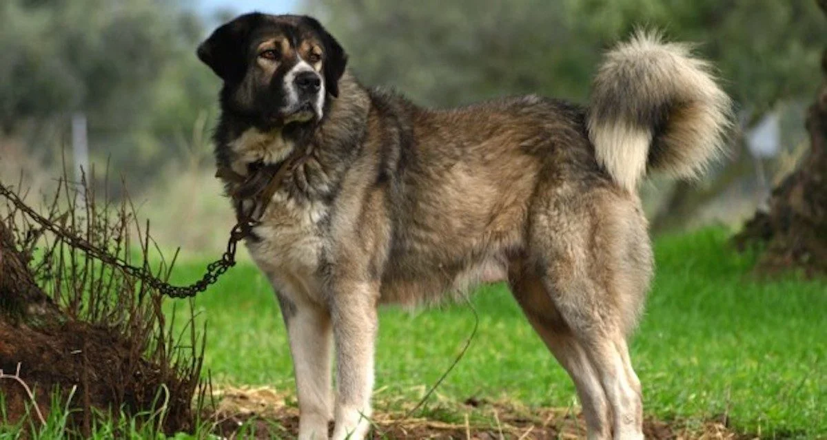 greek sheep dogs