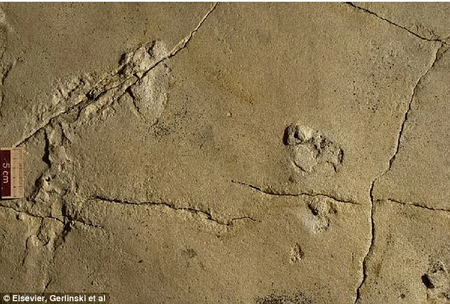 The new fossil footprints are not the oldest hominin evidence to be found, but they could drive a wedge in the timeline of evolution. The researchers say both the location and the age of the prints are controversial