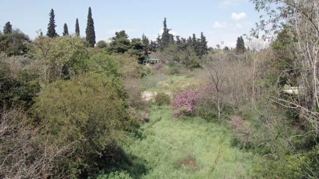 The river Ilisos emerges briefly in reed beds behind the Temple of Olympian Zeus