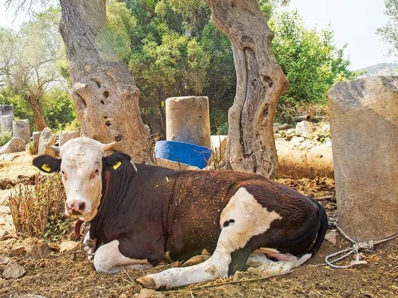 Cows graze among the ruins