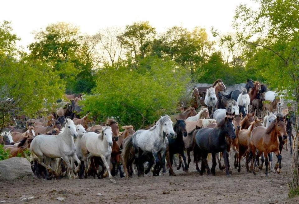 GREEK HORSES.jpg