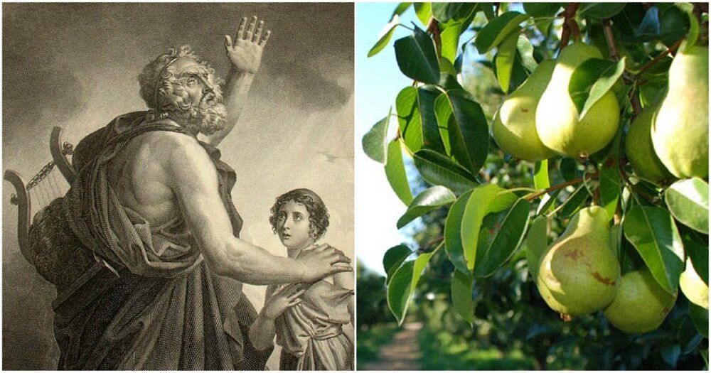 Τhe fruit that Homer called "gift of the gods" and protects us from 6 diseases