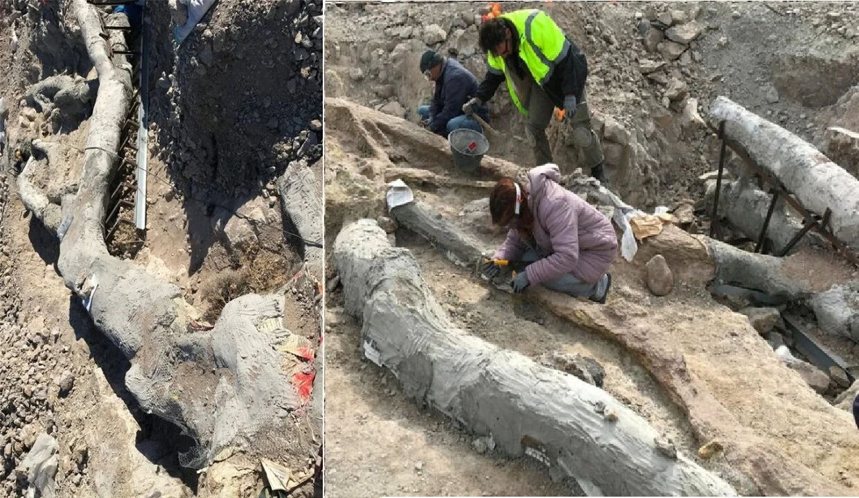 20.000.000-year-old fossilized tree with roots and branches unearthed on Lesvos