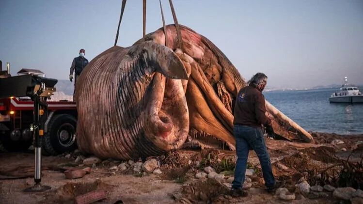 Greece: Dead whale washed up on the beach of Freattida (video)