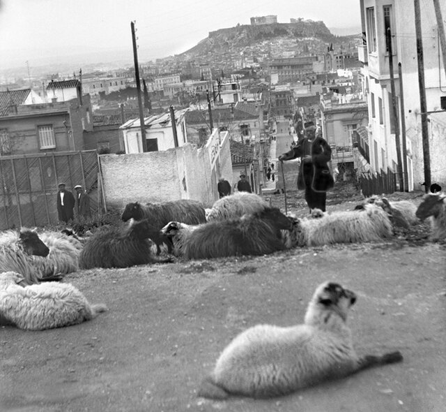 A shepherd from Athens walks with his flock through Klitiou Street in Plaka