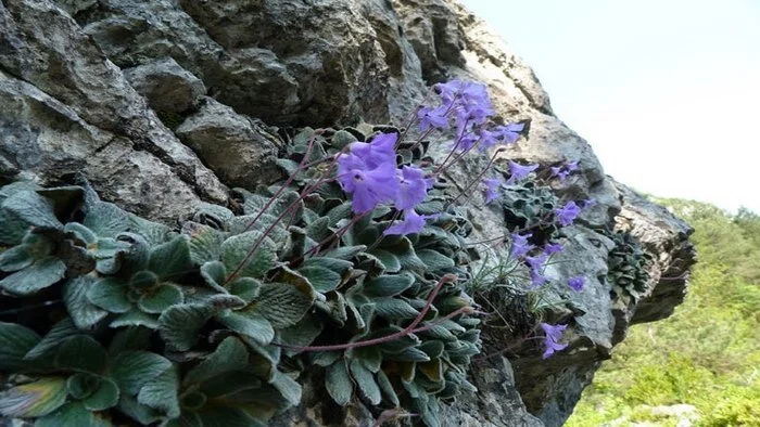 image_e247.jpg