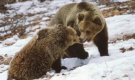 nymfaio bears.jpg