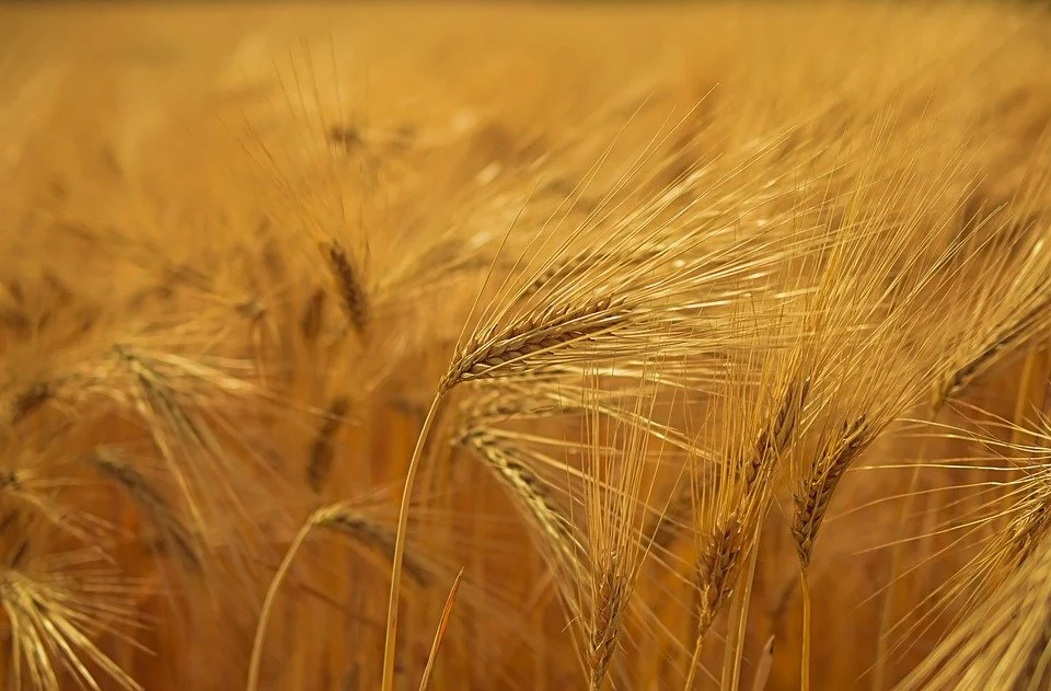 barley2.jpg