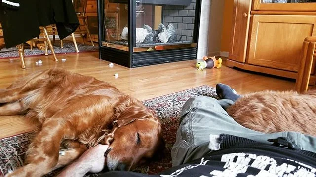 Lazy days. 
#ironbrotherhood #love #dog #dogs #dogsofinstagram #goldenretreiver #goldensofinstagram #mindset #happy #hapiness #lifestyle #business #morning #sunday #nap #cute #life #health #fitness #fitnesslifestyle #fitnesslife #fitfam #beauty #slee