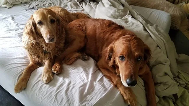 ❤❤❤ #ironbrotherhood #love #dog #dogs #dogsofinstagram #goldenretreiver #goldensofinstagram #mindset #happy #hapiness #lifestyle #business #morning #sunday #nap #cute #life #health #fitness #fitnesslifestyle #fitnesslife #fitfam #beauty #sleep #fitne