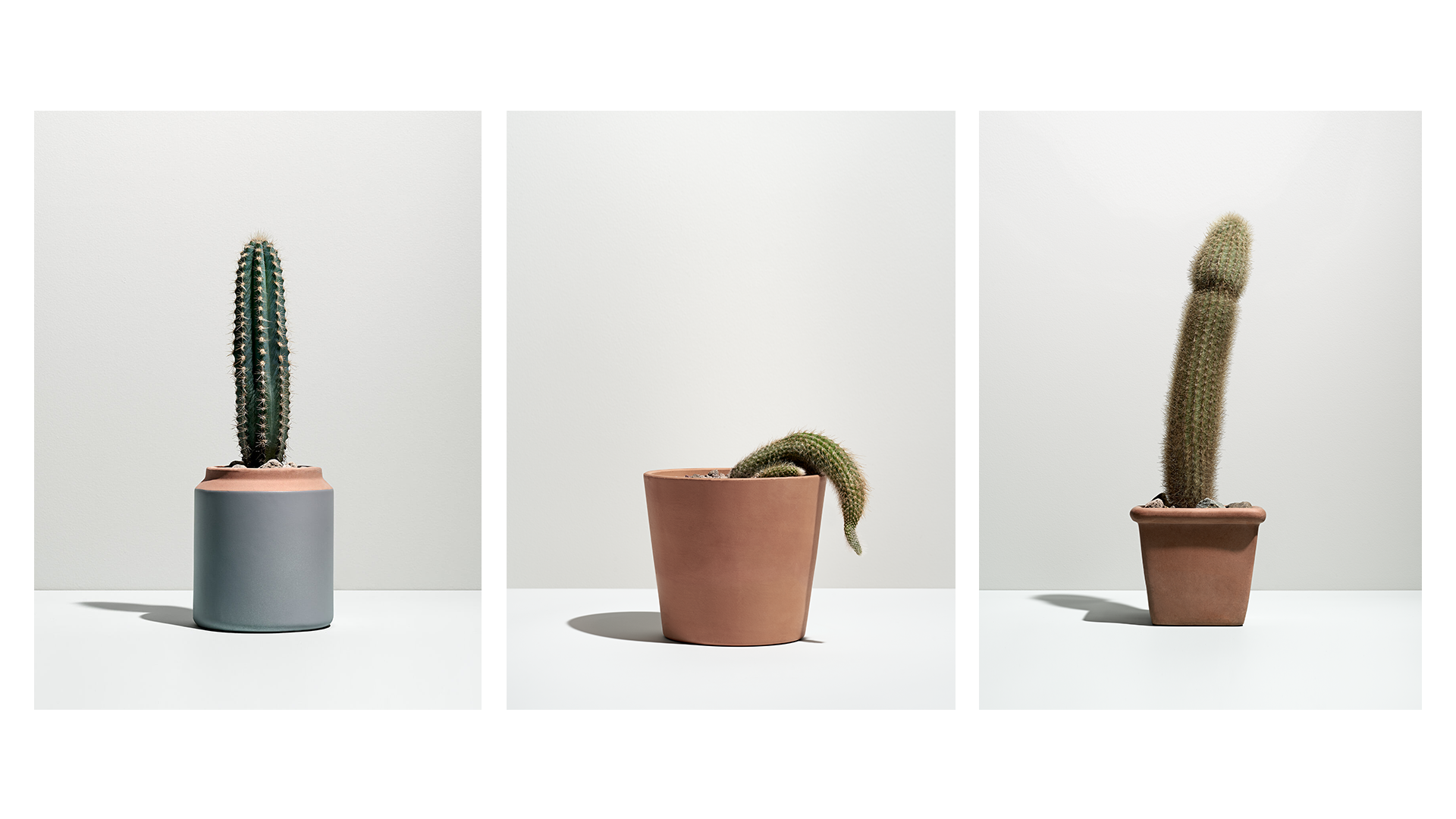 Cactuses_01.png