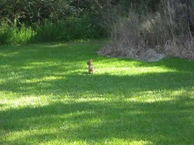 One of our resident bunnies out for a beautiful summer morning stroll!