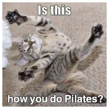 catpilates.jpg
