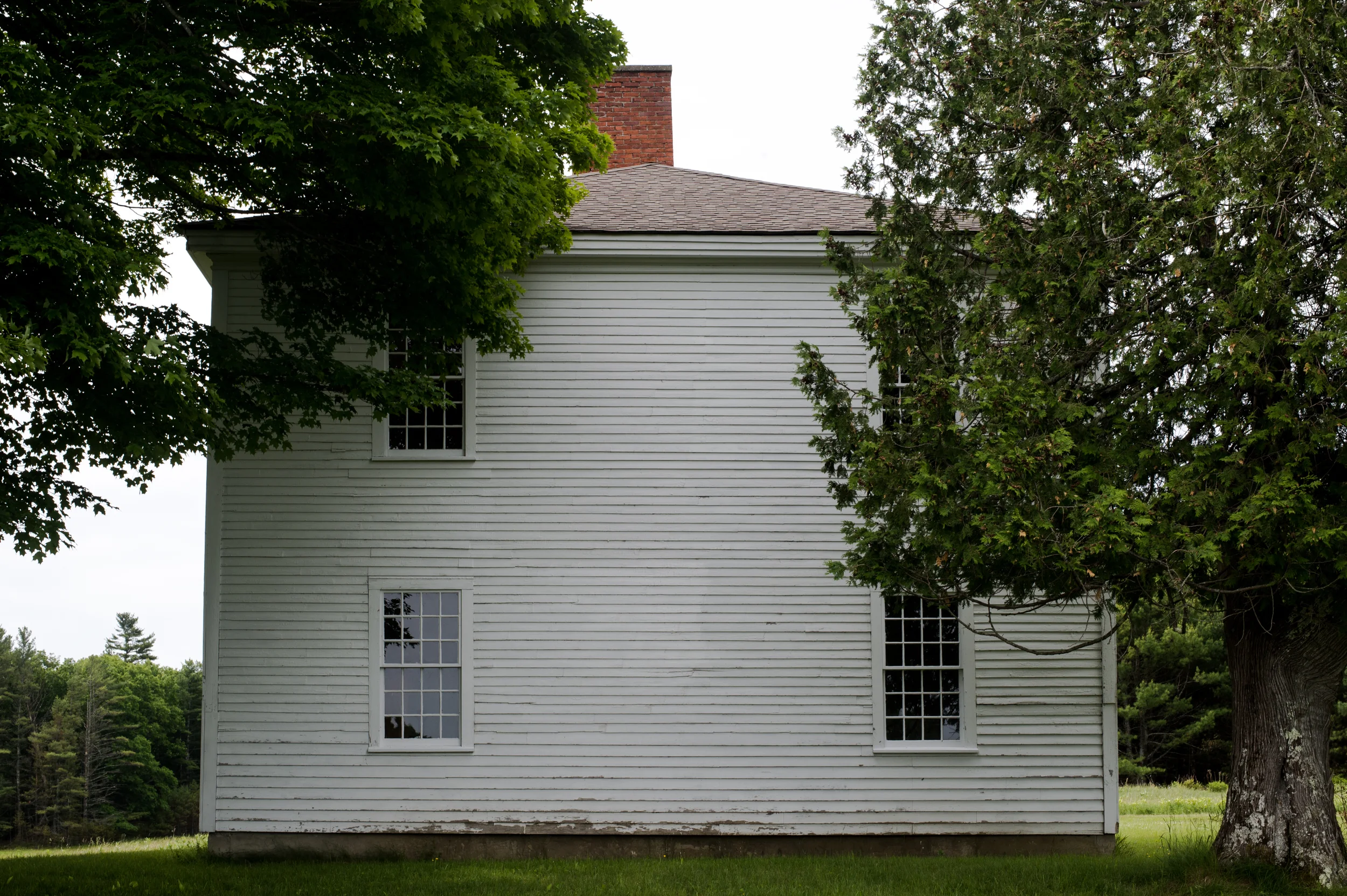 Magnificent white oaks still standing on the east side.