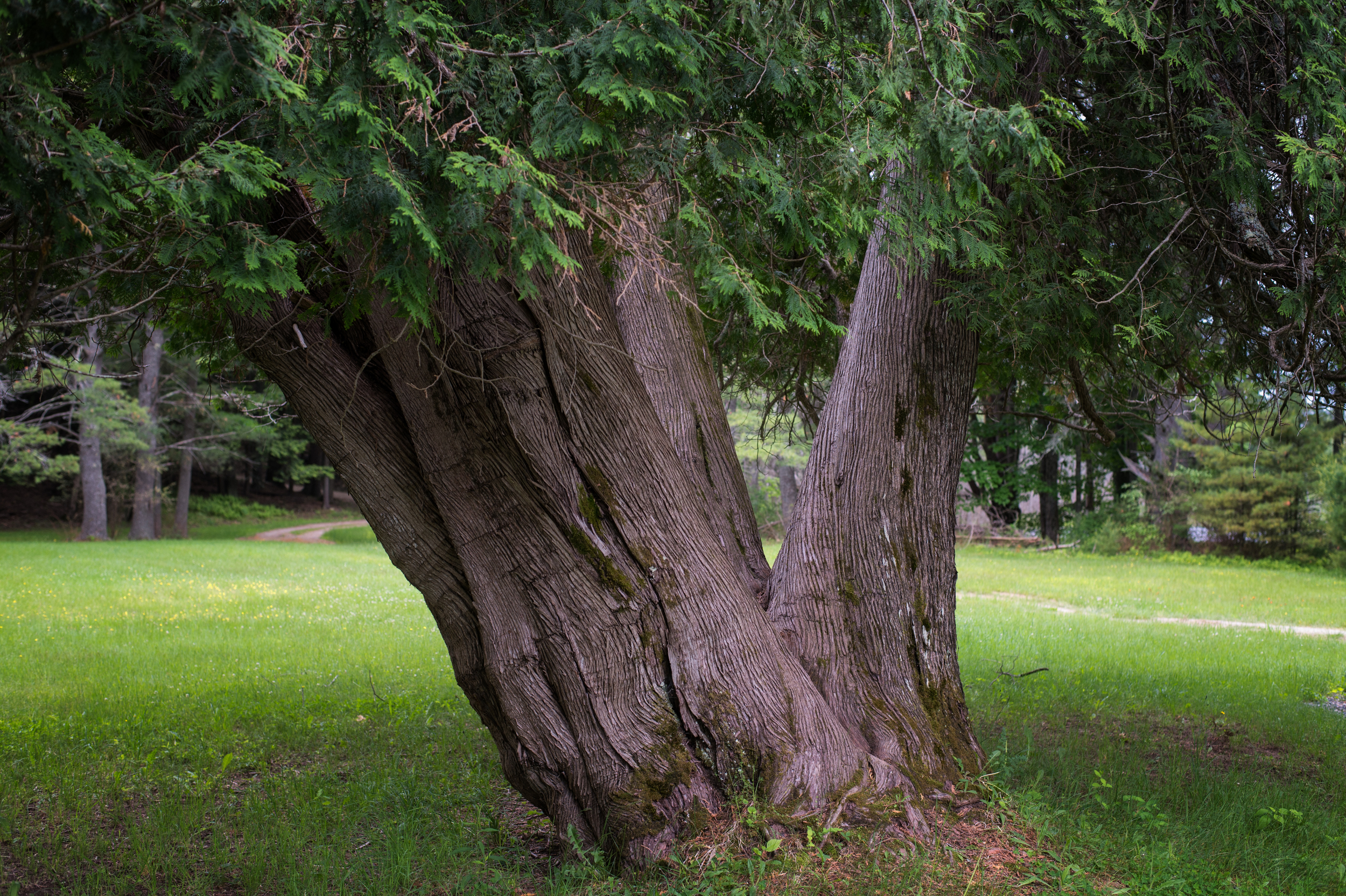 Thuja occidentalis - Northern White Cedar