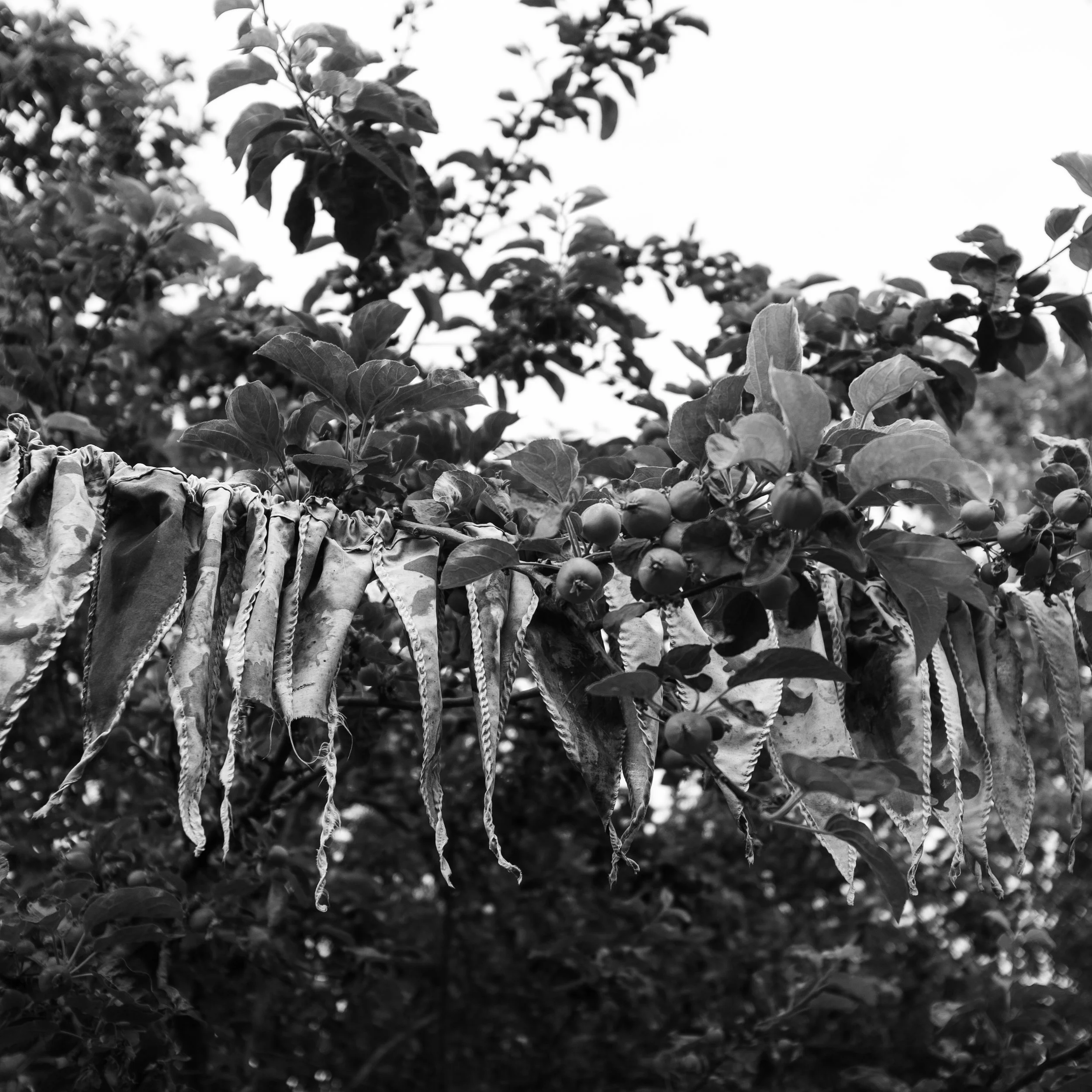 There are about 60 fruit trees, including figs…