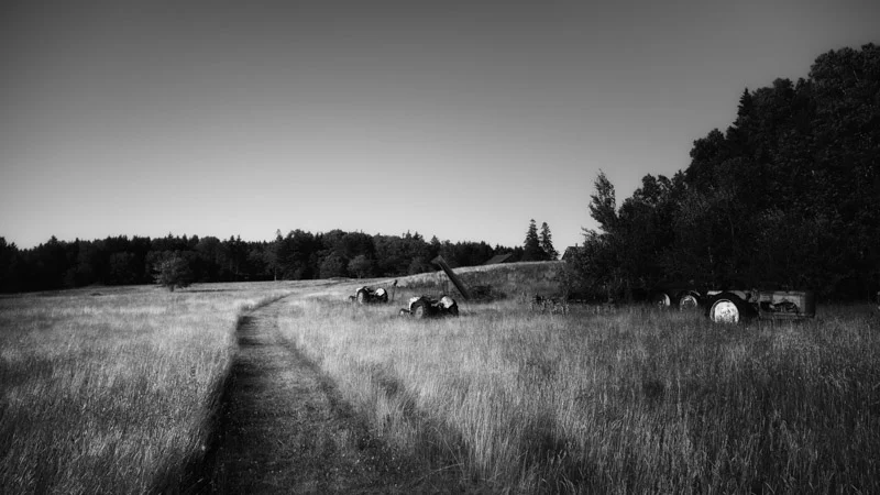 late in the summer day, in the field. Cushing.
