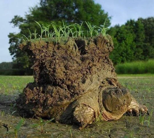 mother turtle