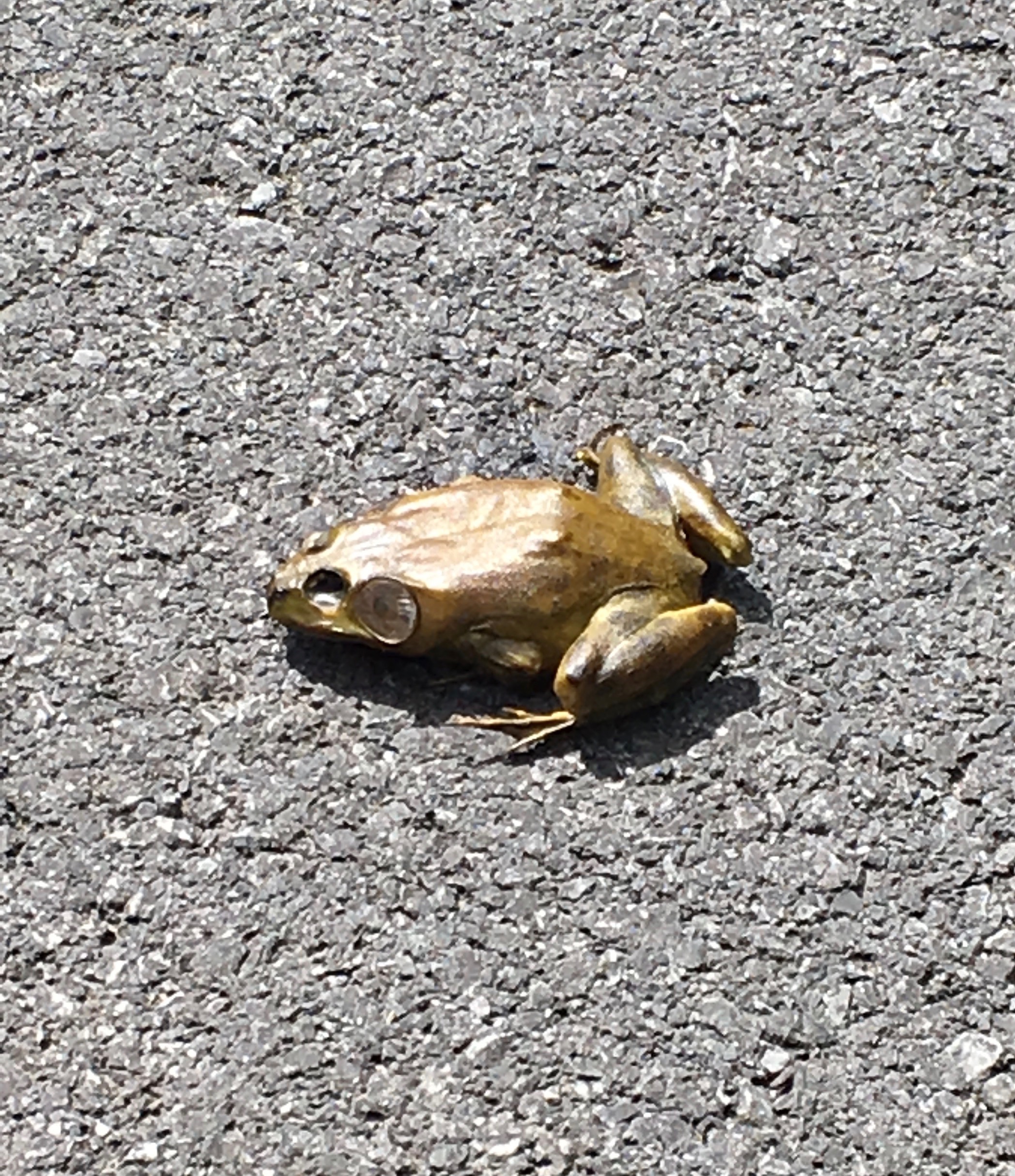 died before i could. i did move it over, off the road.