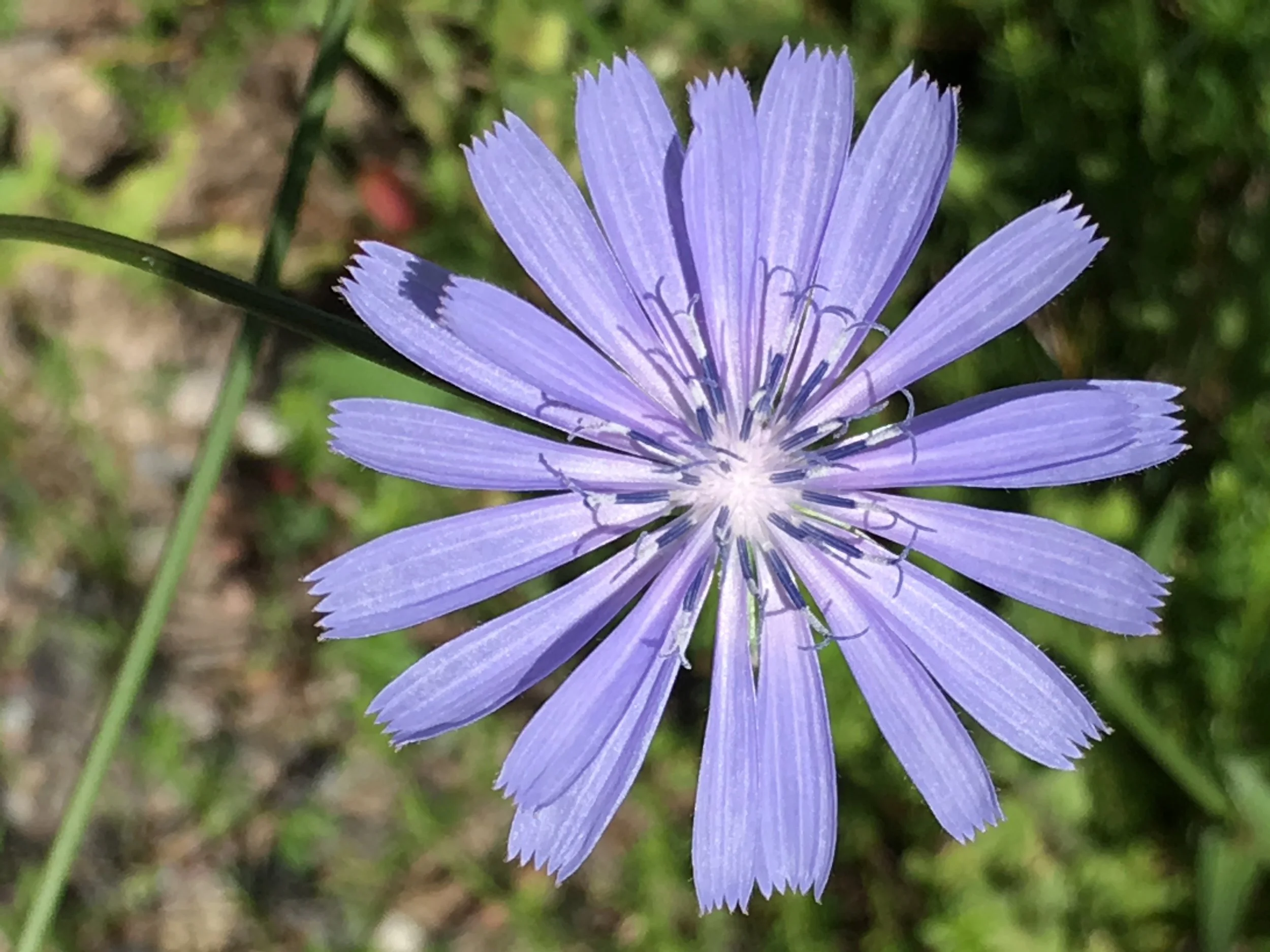 chicory from my roadside