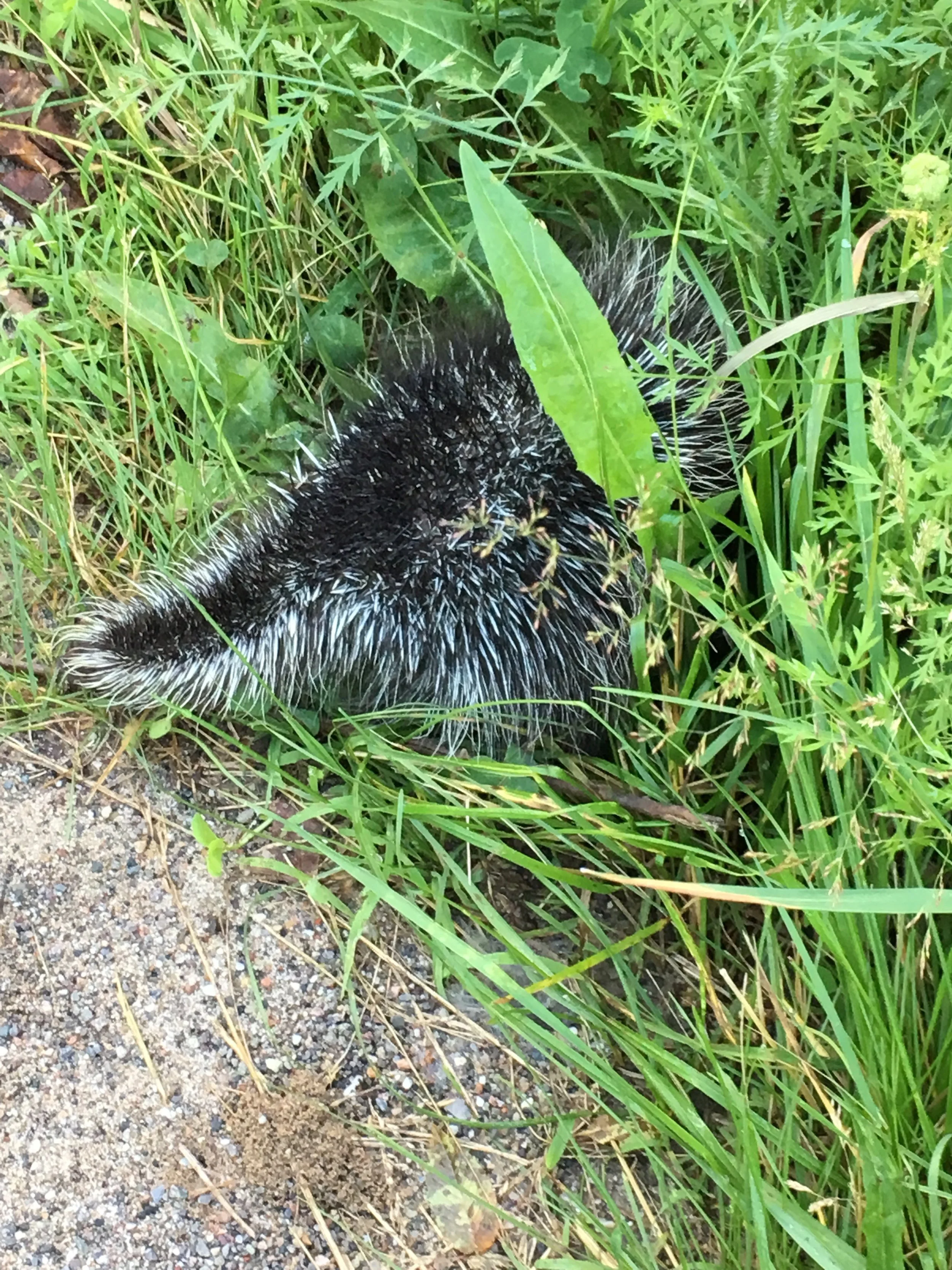 baby porcupine
