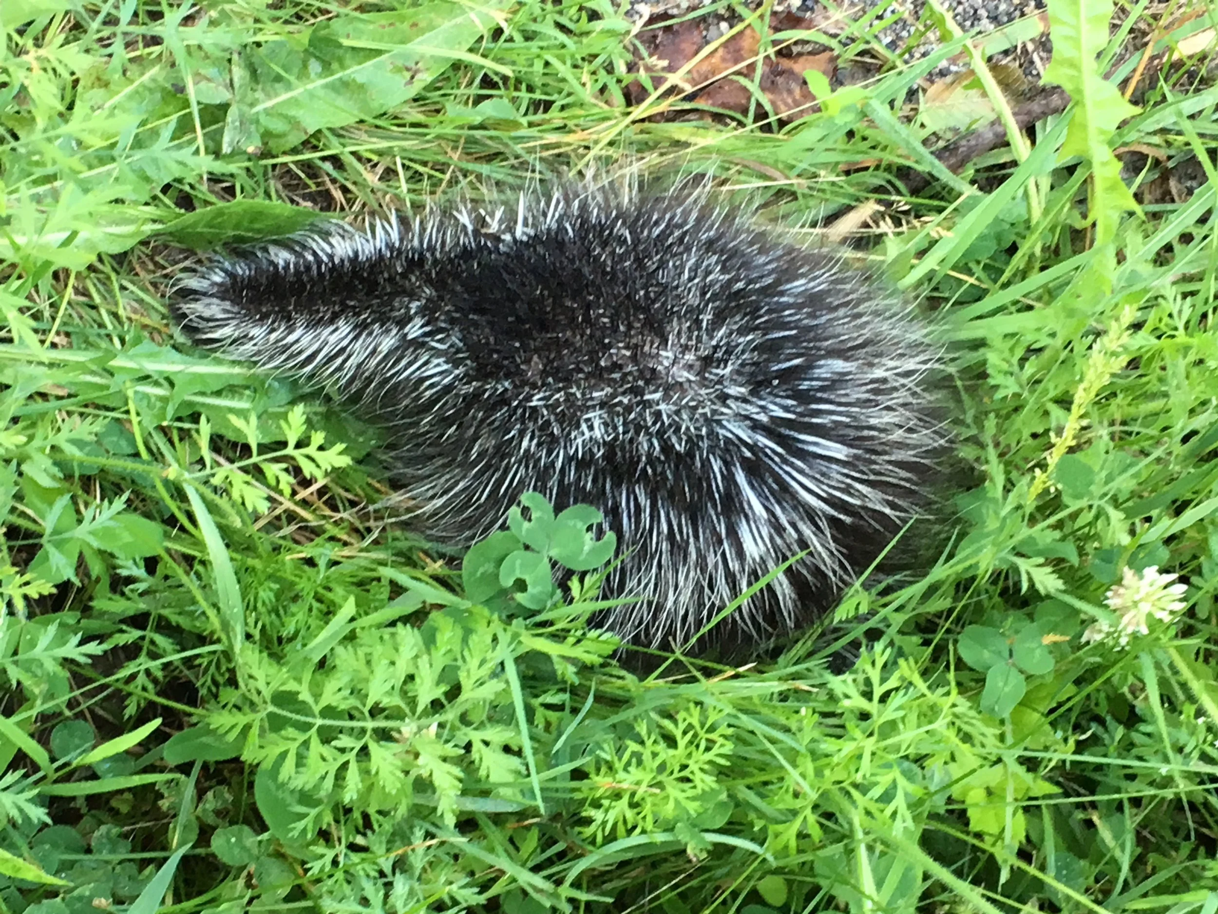 hidey head in the roadside greens