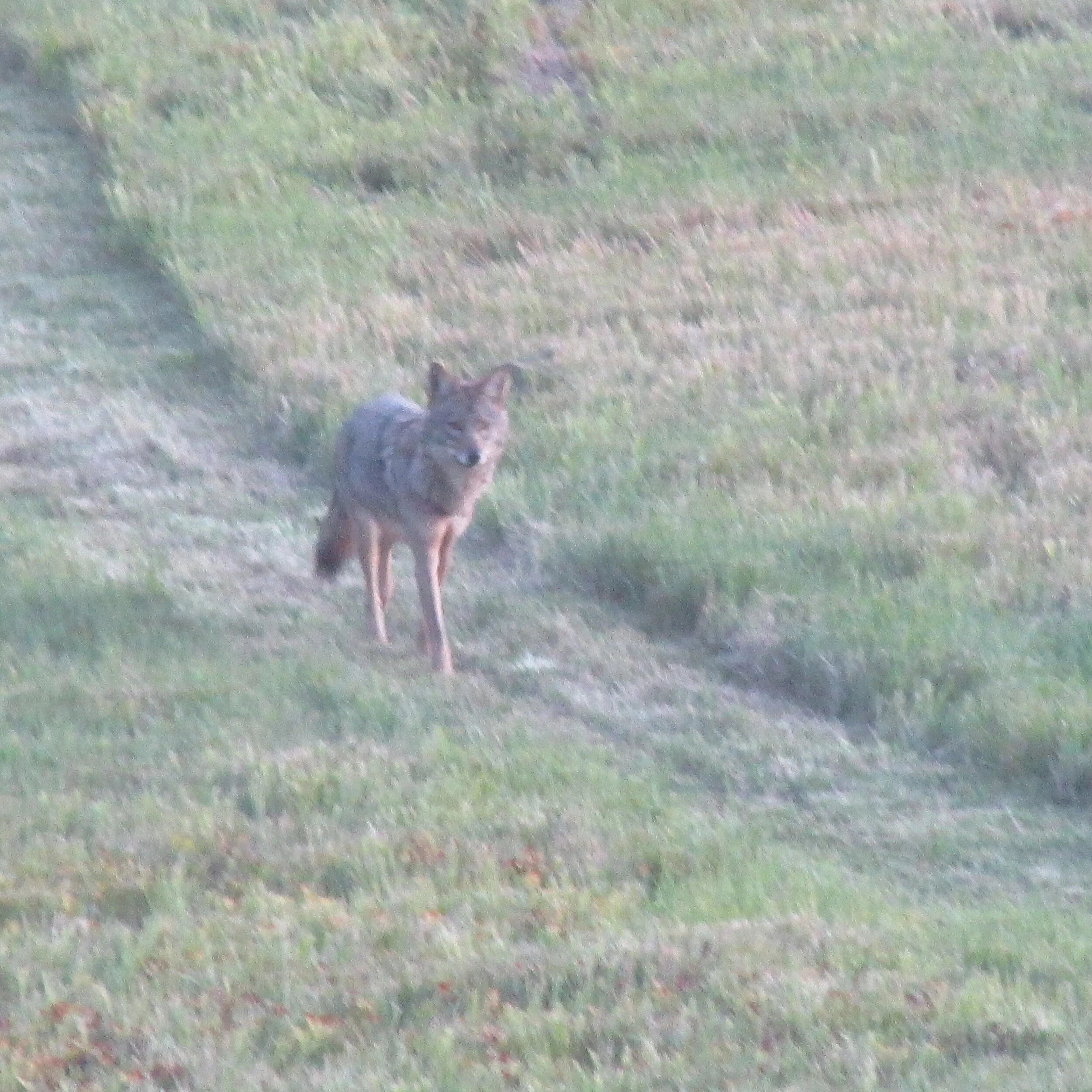 always a trickster, always curious, coyote explores the new-mown meadow path